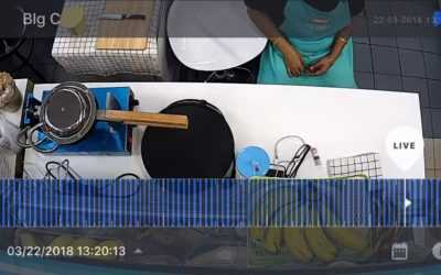 Ice Land Bingsu & Bubble Waffles